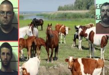 जनावरसँग यौनक्रिडा गर्नेलाई ४१ वर्षको जेल