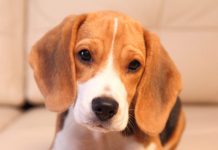 भुस्याहा कुकुरलाई खाना खुवाएको आरोपमा पौने ६ लाख जरिवाना