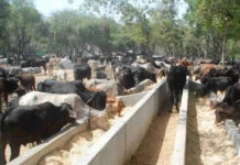 युरोपेली राष्ट्र नेदरल्याण्डमा गाईलाई ट्वाइलेट बनाइदै