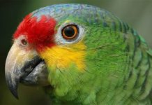 ब्राजिलमा तालीम प्राप्त सुगा गिरफ्तार