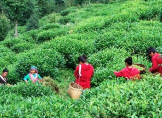 चियाको राजधानीमै चिया उद्योग बन्द गर्ने उद्योगीको निर्णय
