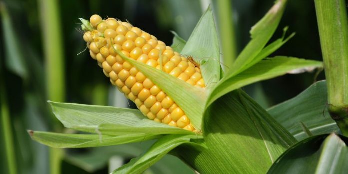 Maize-Cob-1280x640