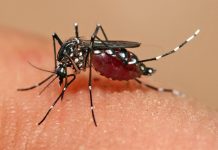मानिसलाई लामखुट्टेले बढी टोक्नुका कारण, यस्तो छ रहस्य