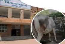 इजलासमा गाईलाई उभ्याएर न्यायाधीशले फैसला सुनाए