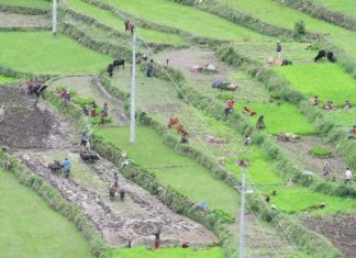 लोप हुने स्थितिमा पुग्यो धान दिवस