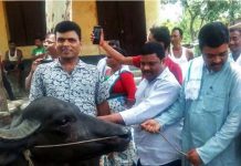 सहिद परिवारका नामको दुहुनो भैँसी पूर्वमन्त्रीदेखि पार्टीका नेतासम्मको गोठमा