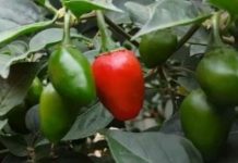 डल्ले खुर्सानी : ग्यास्टिक तथा अल्सरको अचुक औषधि