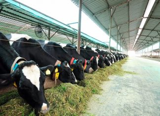 गाईपालनको ‘हब’ बन्दै मेचीनगर