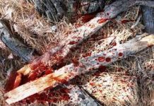 आफ्नै बुबामाथि चिर्पट प्रहार