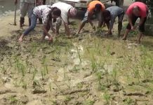 प्रधानमन्त्रीको गृहजिल्लामा सडकमै रोपाईँ गर्दै मनाइयो धान दिवस