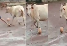 फुटबल खेल्ने अनौठो गाई (भिडियोसहित)