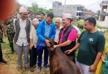 छाडा गाई व्यवस्थापन सुरु गर्दै तुलसीपुर
