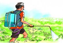 हरेक वर्ष अर्बौंको विषादी आयात, ८५ प्रतिशत फलफूल र तरकारीमा प्रयोग