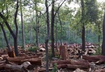 संरक्षणको जिम्मा लिने समूहबाटै चारकोसे सखाप