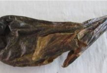 भालुको पित्त सहित पक्राउ