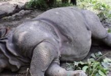 राष्ट्रिय निकुञ्जमा दुई महिनाभित्र चार गैँडाको मृत्यु
