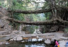रुखको जराबाट निर्माण भएको अनाैठाे पूल