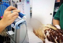 टाउकोविना सात दिन बाँचिरहेकाे कुखुरा