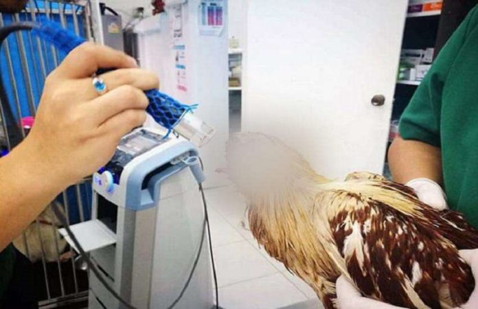 chicken-without-head