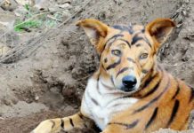 बाली जोगाउन कुकुरलाई बाघ बनायो