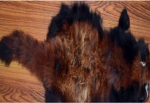 रेड पाण्डाको छाला १ थान सहित ३ जना पक्राउ