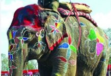 बब्किनकली हात्ती सुन्दरी !