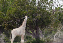 विश्वकै दुर्लभ सेतोे जिराफ शिकारीद्धारा मारियो, अव एउटा मात्र बाँकी
