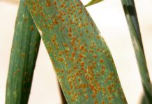 सिन्दुरे रोगले गहुँबालीमा क्षति