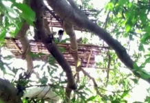 रुखको टुप्पामा घर