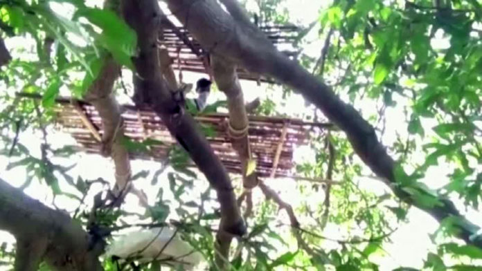 tree-1