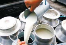 २५ प्रतिशत मात्र दूध बिक्री