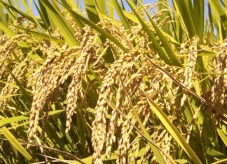 सरकारले रोप्नुअघि नै तोकियो धानको मूल्य ताेक्याे