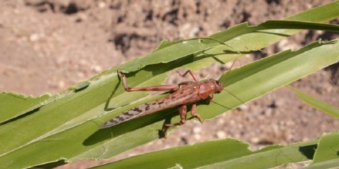 salaha-locust