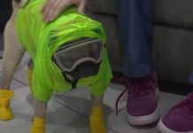 मेक्सिकोमा काेराेना भाइरस नियन्त्रण गर्न कुकुर प्रयाेग