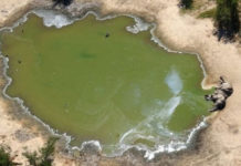 यसरी मरे साढे ३ सय हात्ती