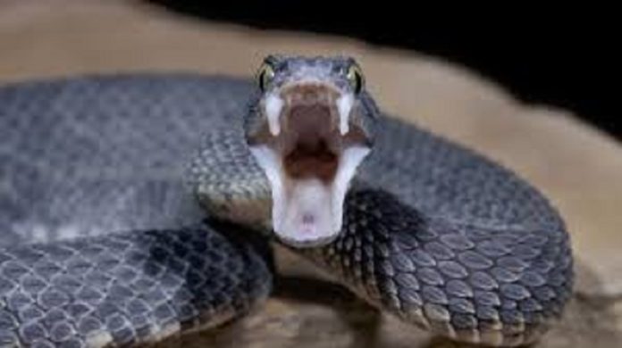 snake-1