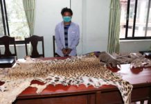 अवैध रूपमा बाघको छाला र सालकको खपेटासहित युवा पक्राउ