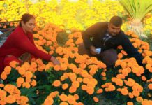 तिहारका लागि सयपत्री फुलाउँदै भण्डारी दम्पती