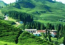 माैसमले साथ दिदा चियाकाे उत्पादन बढ्याे