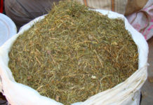 डोल्पाका सर्वसाधारण जिम्बु, भोटेजिराको व्यापारका लागि बेँसी झरे