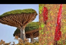 याे हाे विश्वकै अनाैठाे रूख जसकाे आउछ रगत