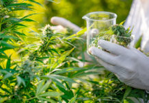 मेक्सिकोमा गाँजामा प्रतिबन्ध फुकुवा