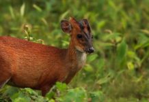 पोखराको रानीवनमा रतुवा मृग हेर्न पाइने