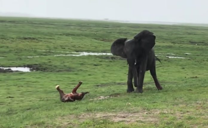 Elephant