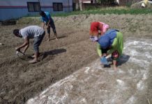 थिमिका किसान धानको बीउ राख्दै