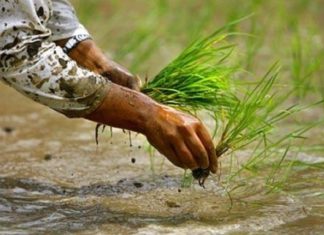विश्वको उच्च स्थानमा फल्ने मार्सीधान रोपाइँ सुरु