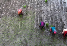 महामारीमा कसरी राेपाई गर्ने भन्ने चिन्तामा किसान