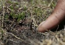 यार्सागुम्बा संकलनमा हिँडेका ८० जना सम्पर्कविहीन