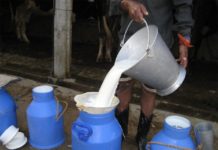 दुग्ध ढुवानी सहज बनाउन माग