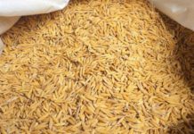 धानको बीउ नपाएपछि महोत्तरीका किसानमा सङ्कट बढ्ने आशङ्का